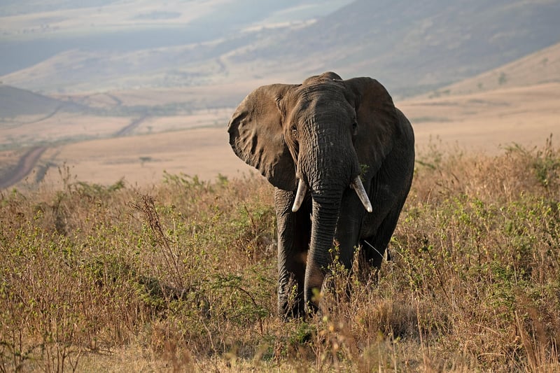 Elephants in the wild