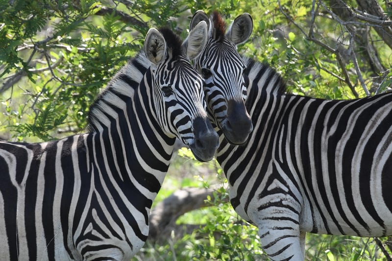 Kruger National Park